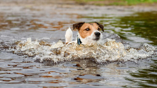 jack-russell-swimming-in-a-pond